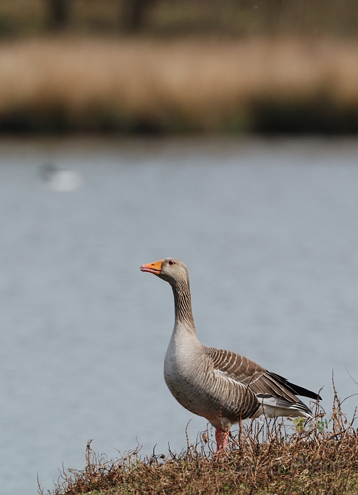 Greylag goose - B.jpg - Greylag goose - Forest of Dean